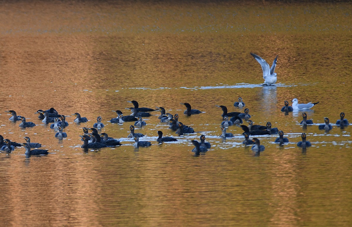 Double-crested Cormorant - ML627294953