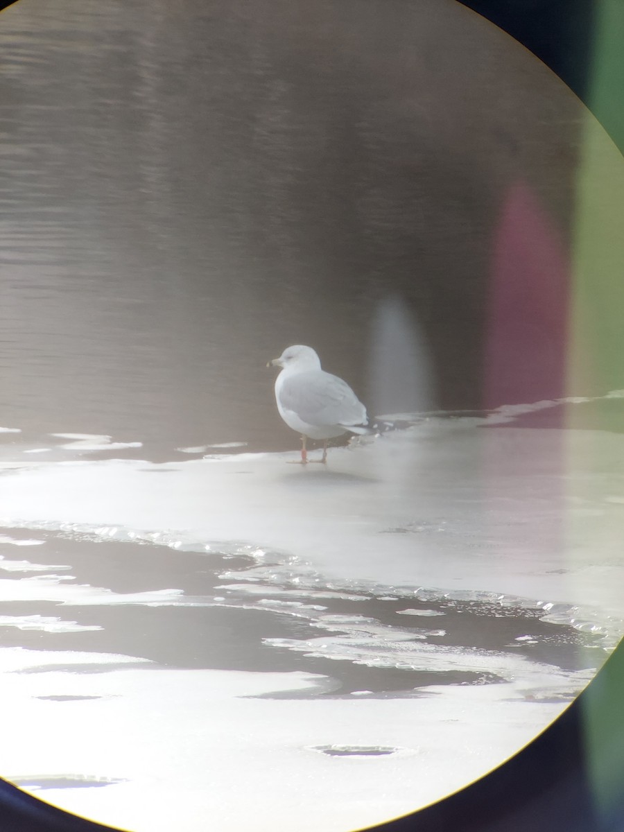 Ring-billed Gull - ML627295086