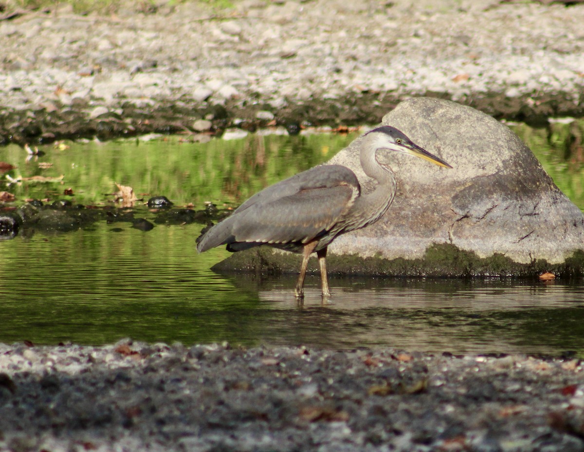 Great Blue Heron - ML627295237