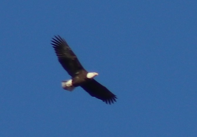 Bald Eagle - ML627295258