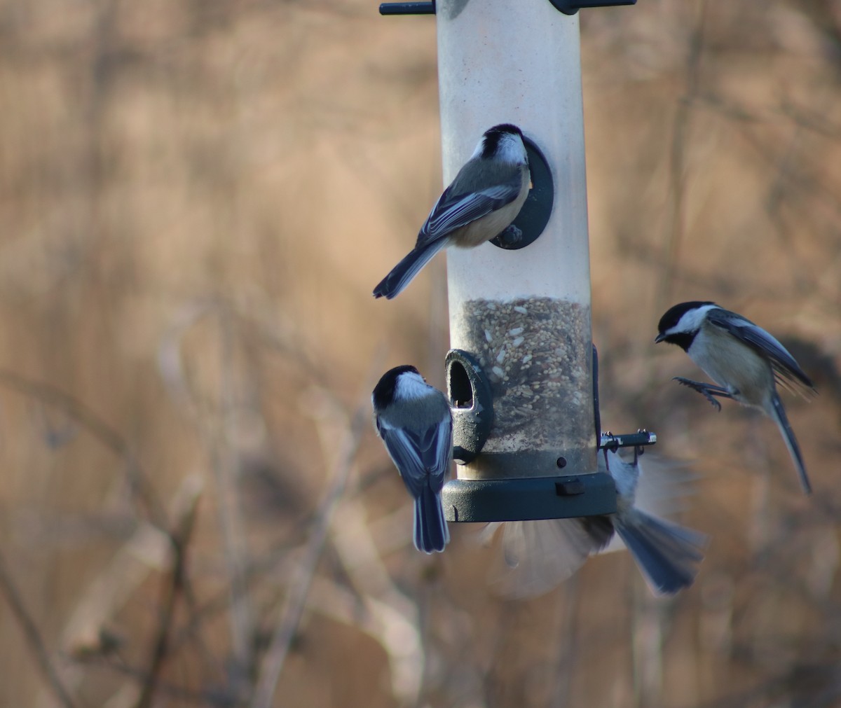 Black-capped Chickadee - ML627295282