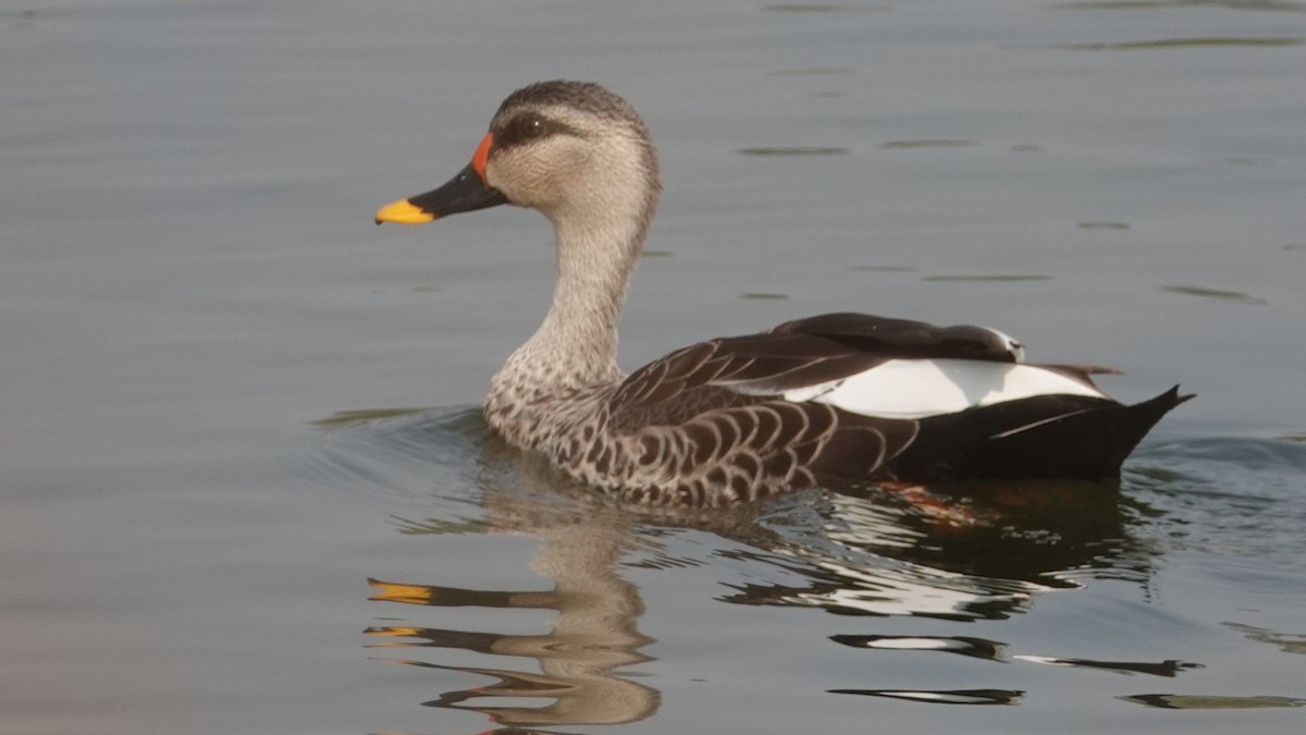 Indian Spot-billed Duck - ML627295344