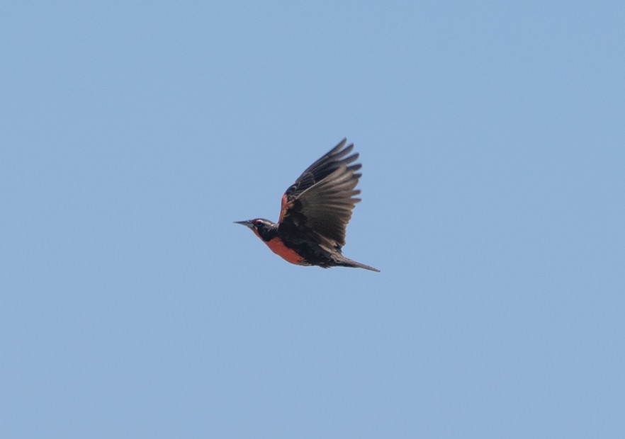Pampas Meadowlark - ML627295384