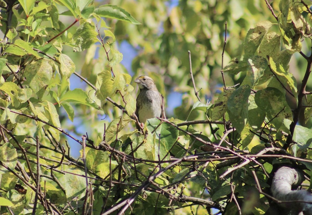 White-throated Sparrow - ML627295445
