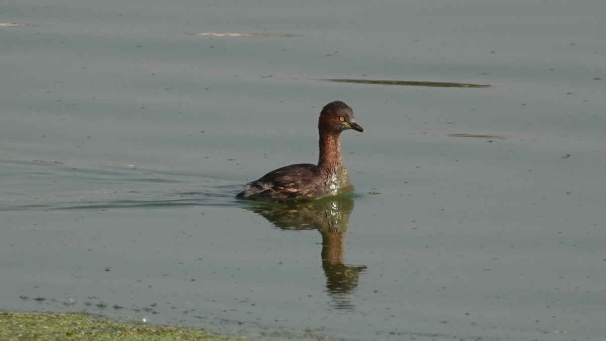 Хурган шунгуур - ML627295447