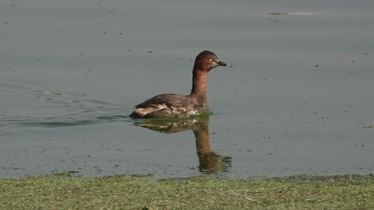 Хурган шунгуур - ML627295448