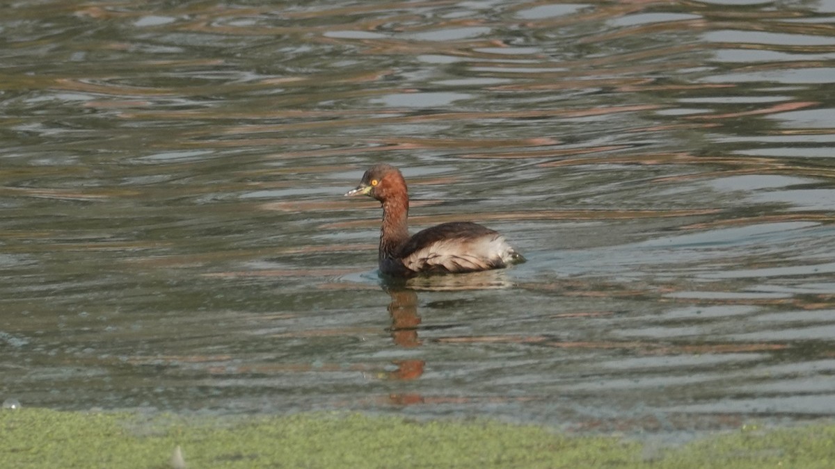 Хурган шунгуур - ML627295449