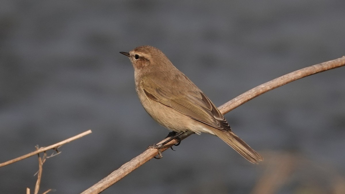 Common Chiffchaff - ML627295621