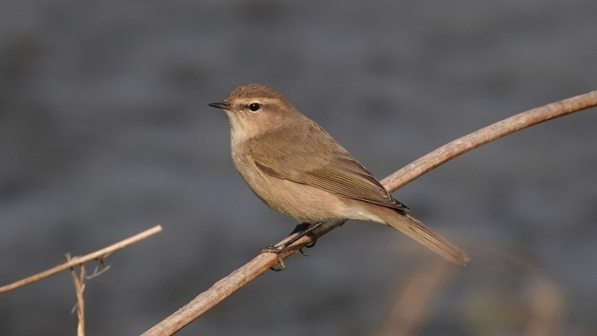 Common Chiffchaff - ML627295622