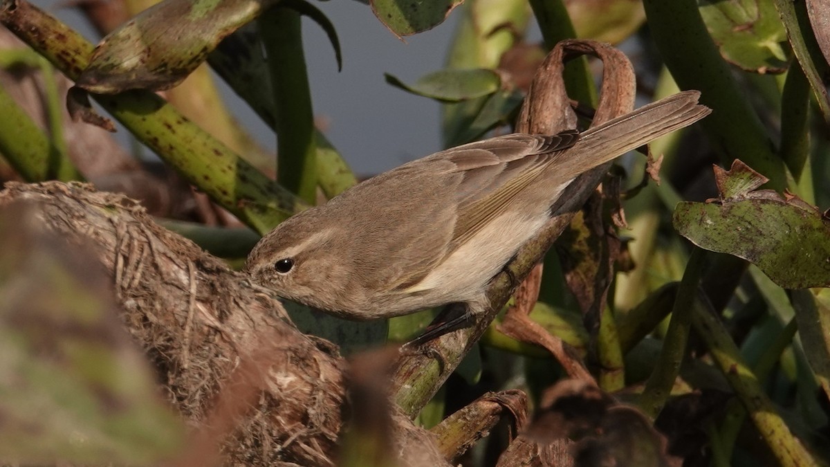 Common Chiffchaff - ML627295623