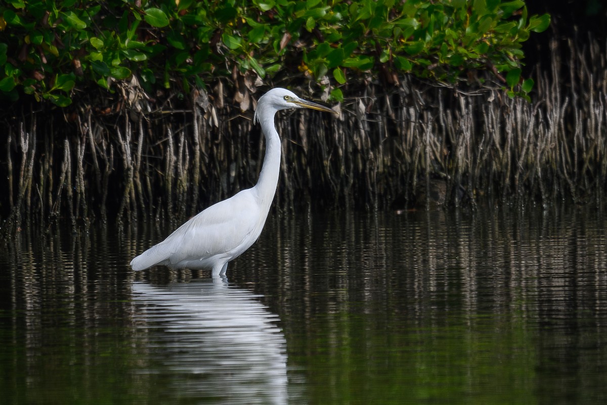 Chinese Egret - ML627295664