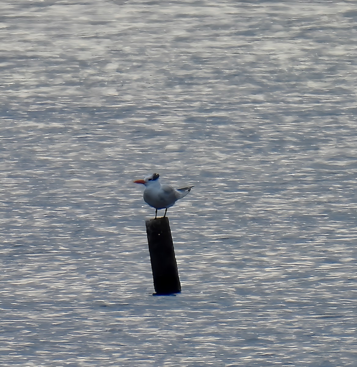 Royal Tern - ML627295760