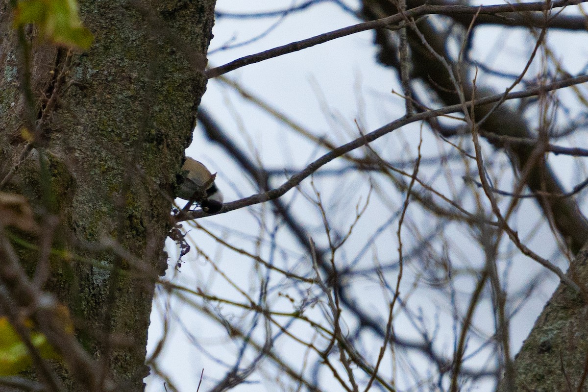 Black-capped Chickadee - ML627296369