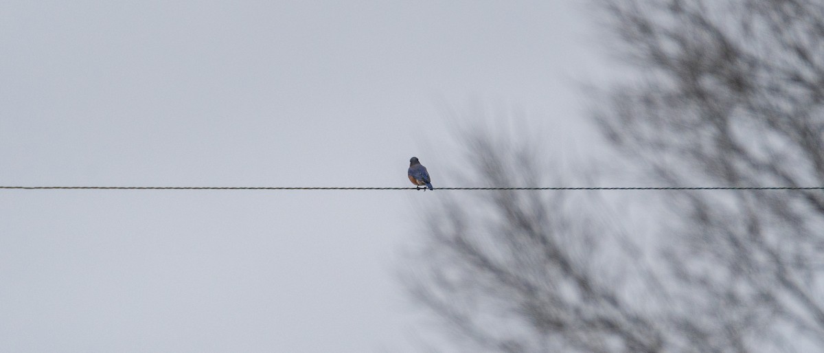 Eastern Bluebird - ML627296441