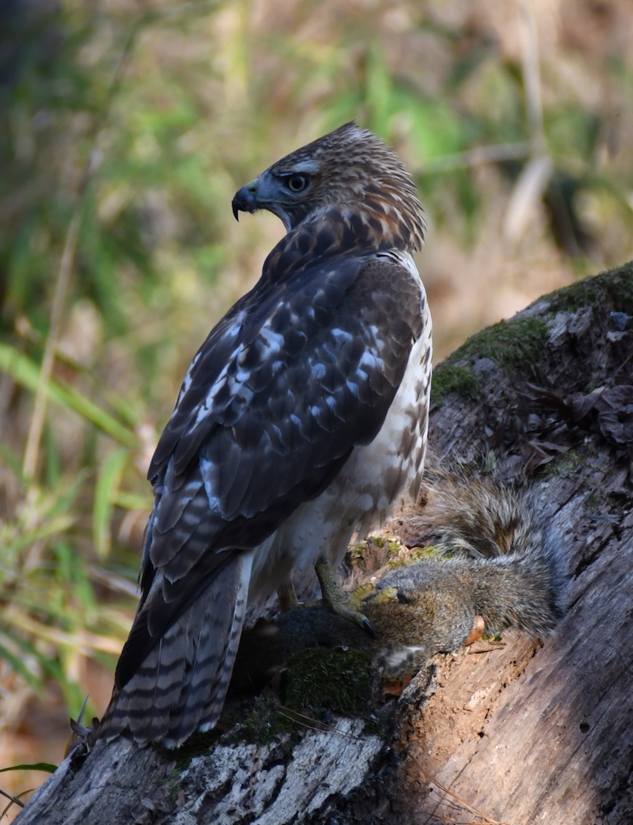 Red-tailed Hawk - ML627296503