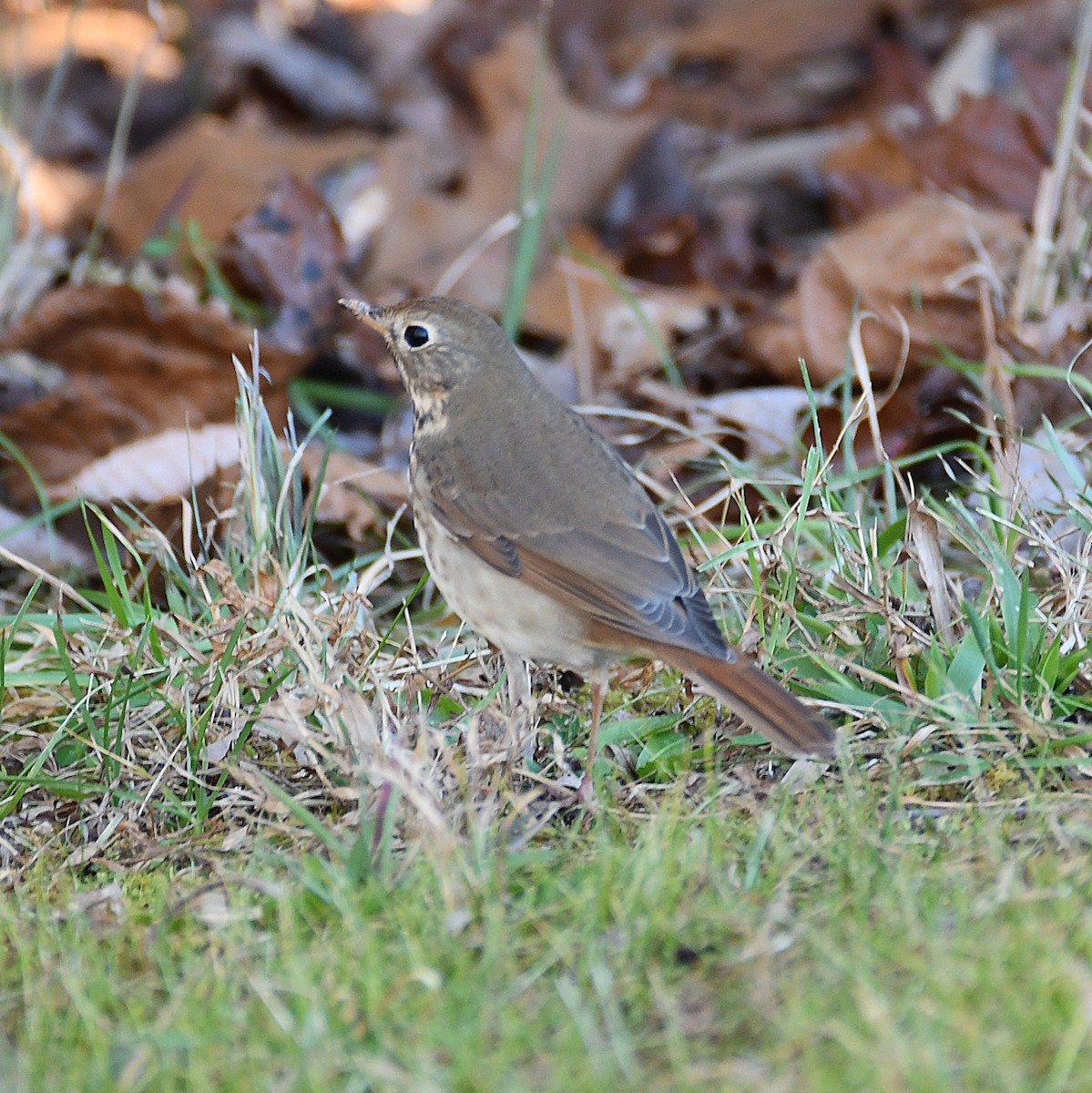 Hermit Thrush - ML627296564