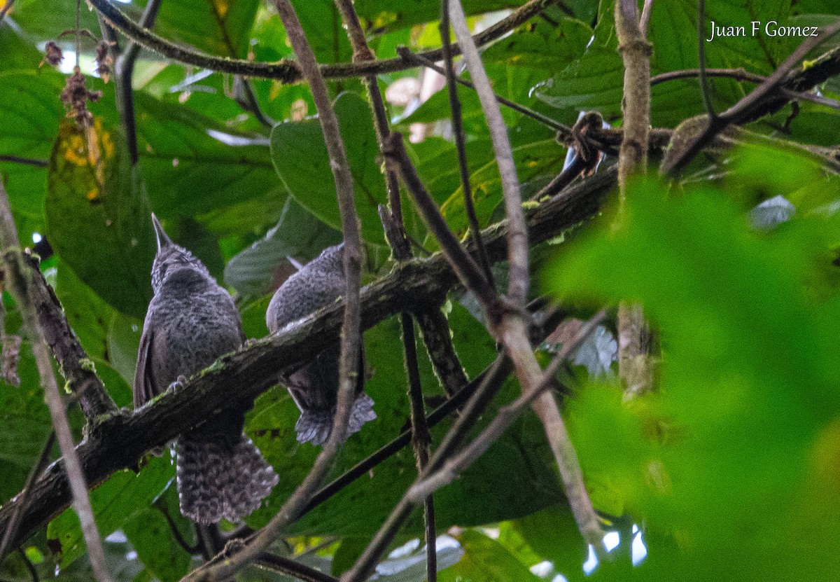 Speckle-breasted Wren - ML627296678