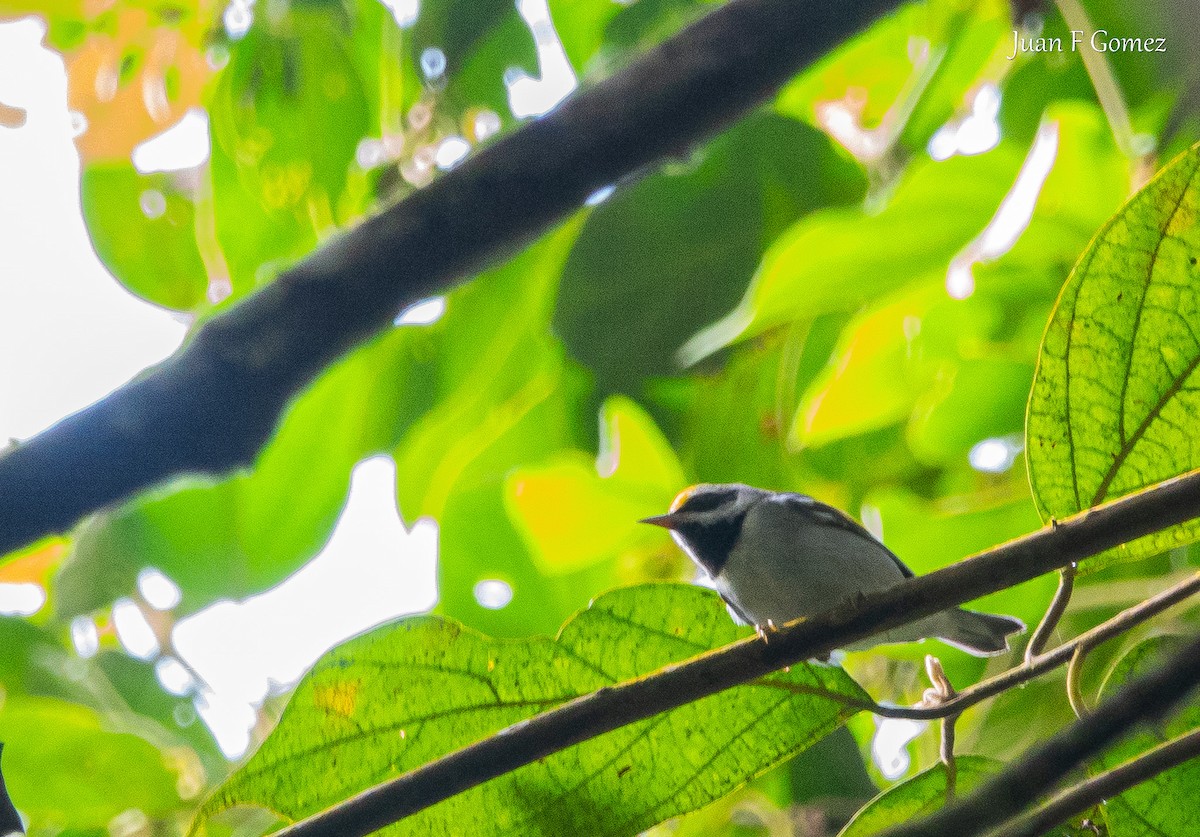 Golden-winged Warbler - ML627296684