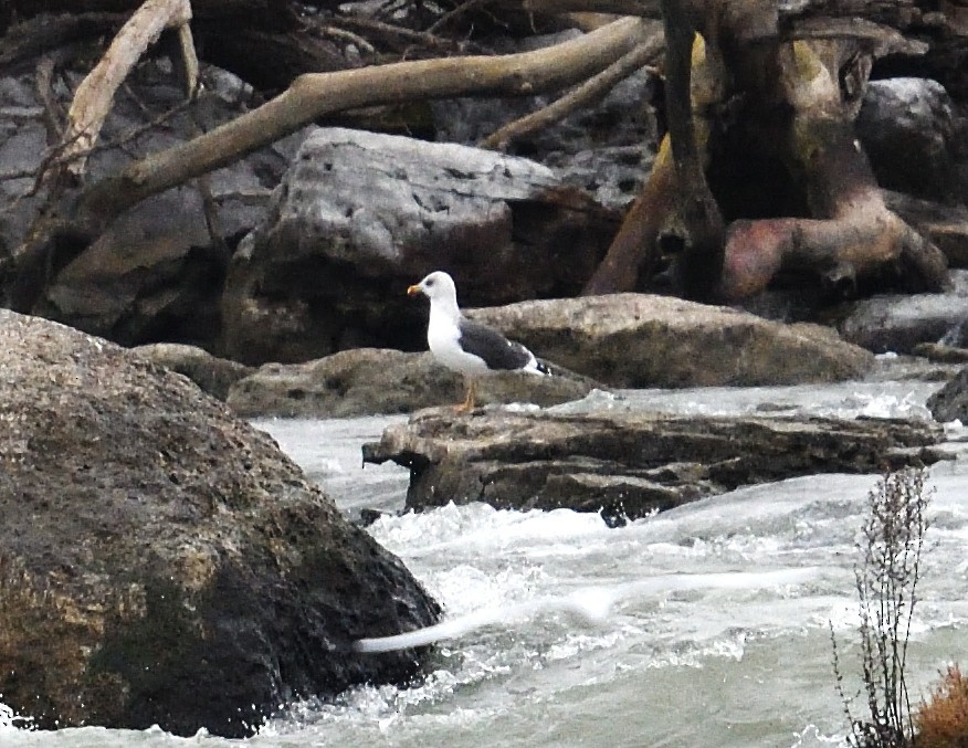 Lesser Black-backed Gull - ML627296695