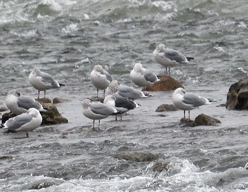 Lesser Black-backed Gull - ML627296696