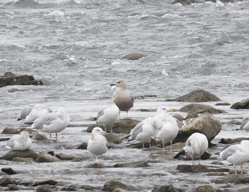 Iceland Gull (kumlieni) - ML627296737