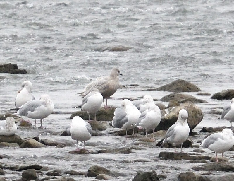 Iceland Gull (kumlieni) - ML627296739