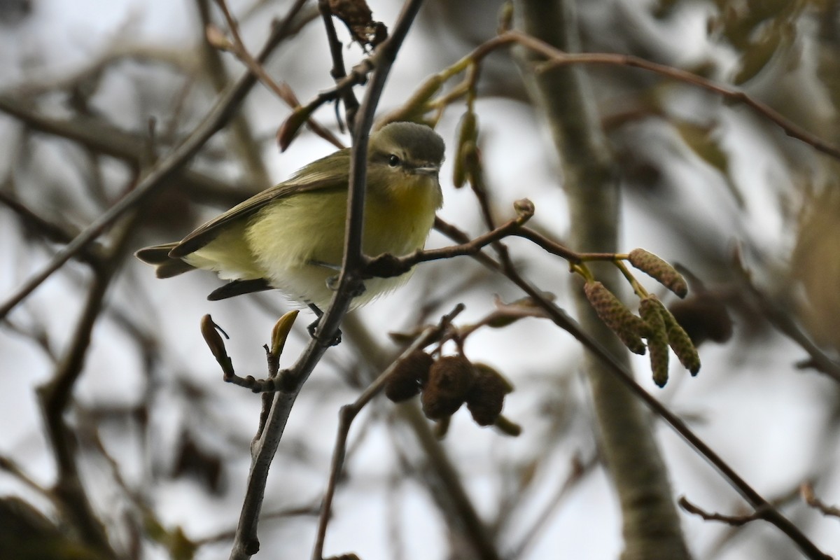 Philadelphia Vireo - ML627296851