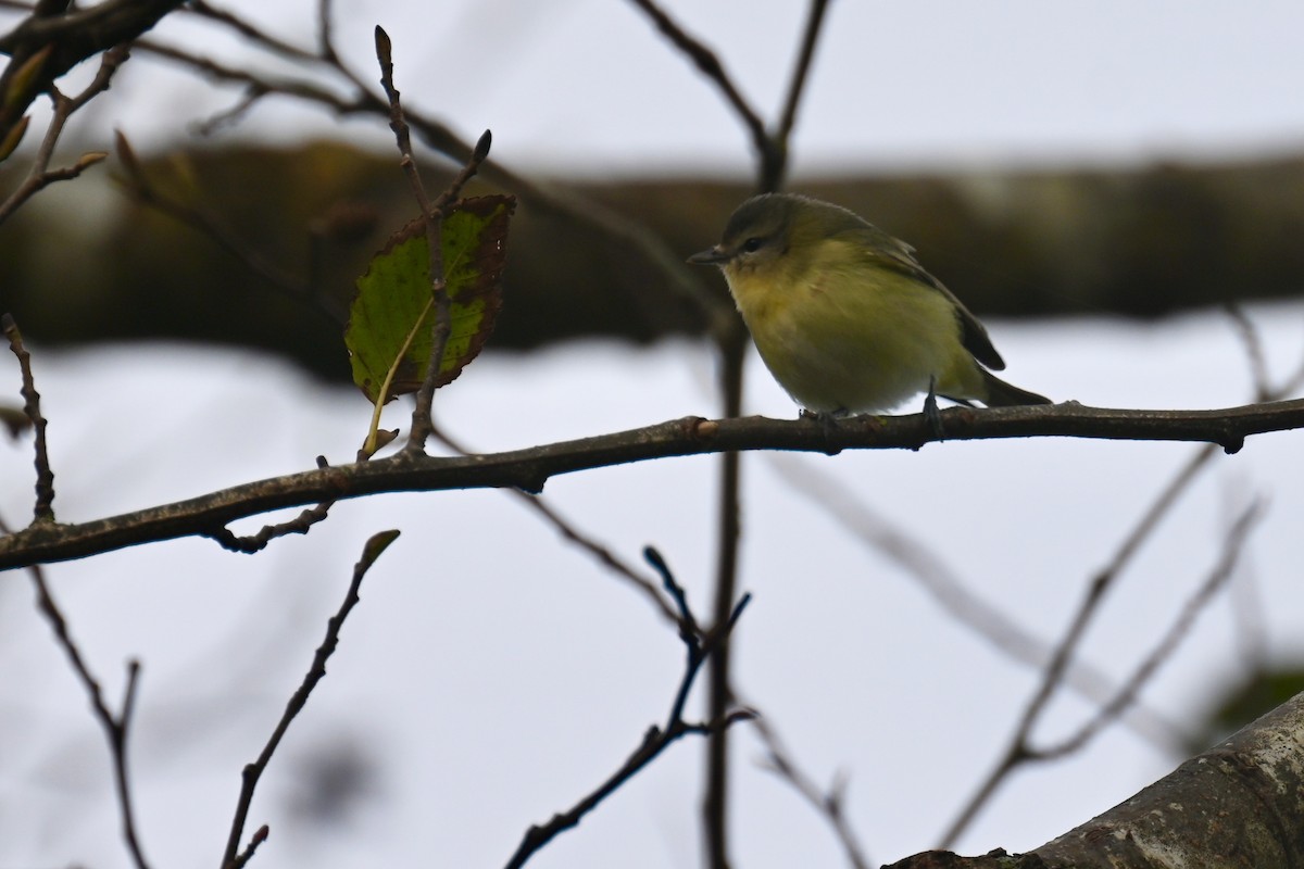 Philadelphia Vireo - ML627296852