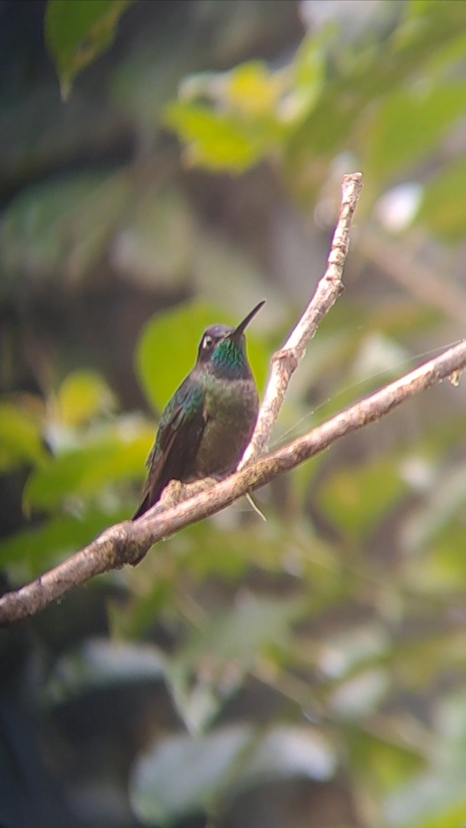 Talamanca Hummingbird - ML627296982