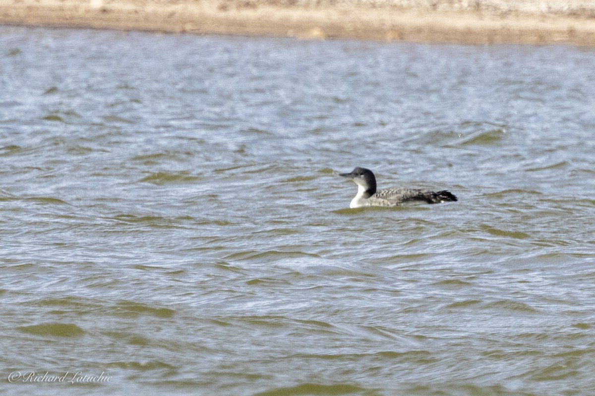 Common Loon - ML627297099