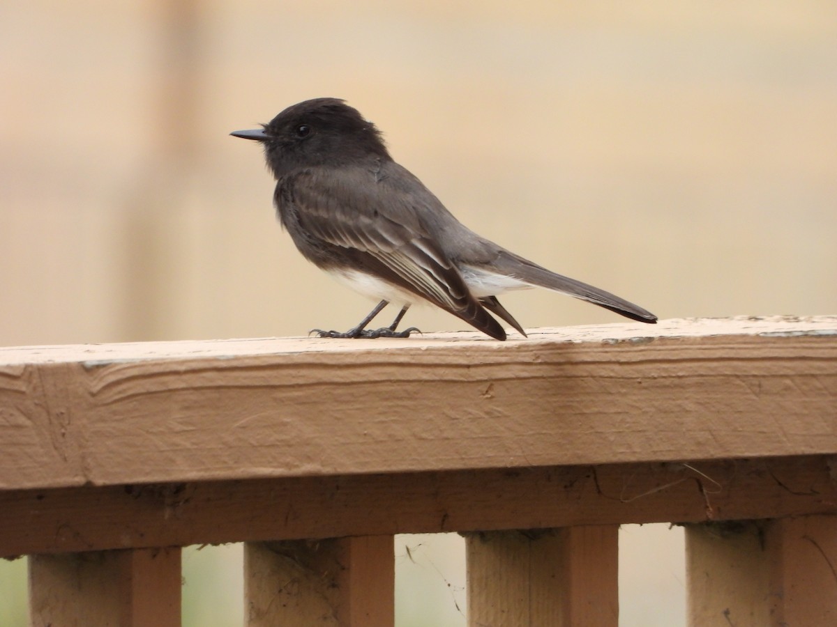 Black Phoebe - ML627297141