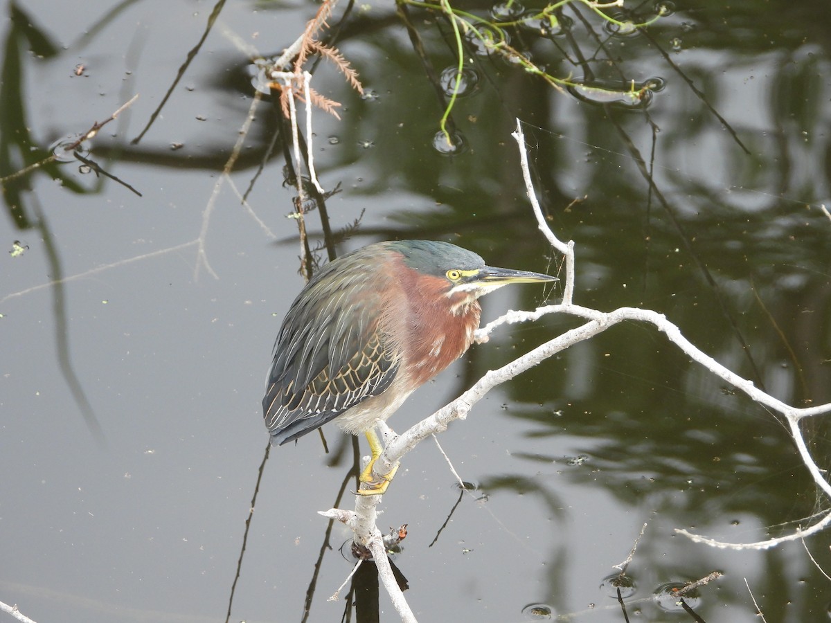 Green Heron - ML627297192