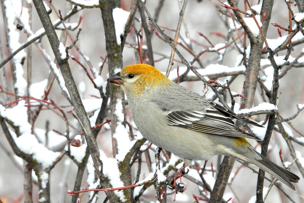 Pine Grosbeak - ML627297225