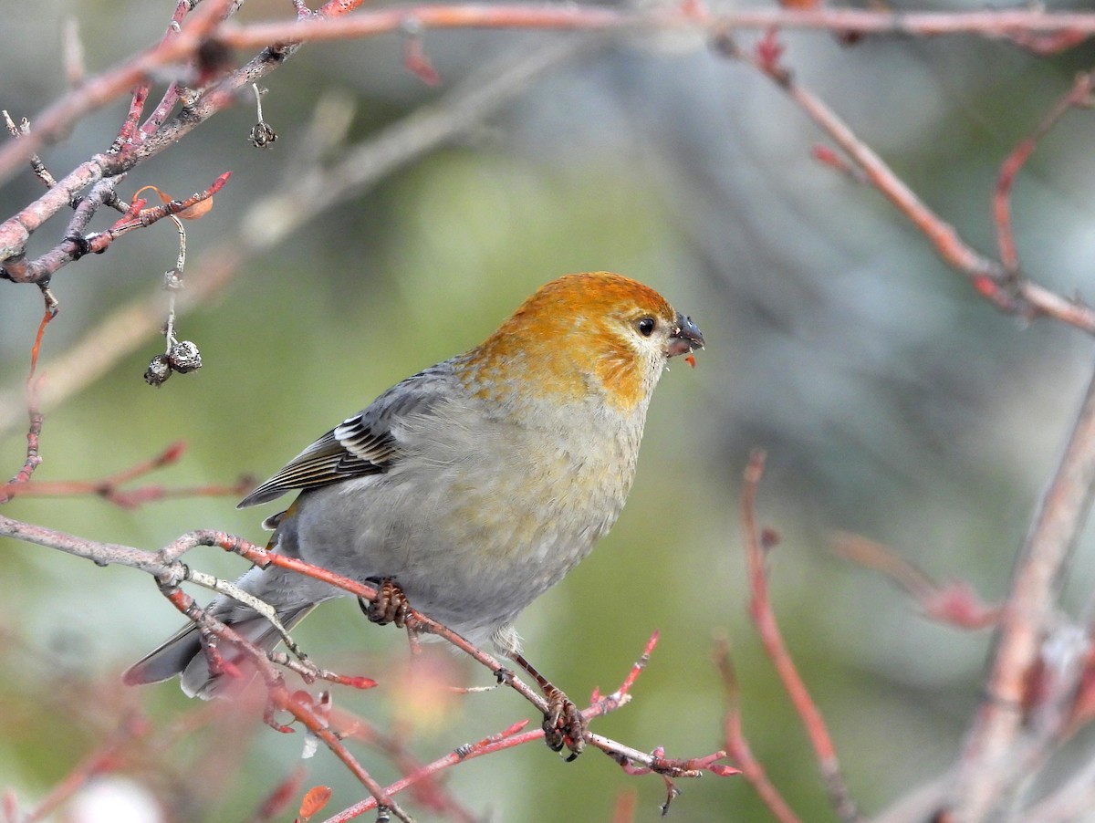 Pine Grosbeak - ML627297231