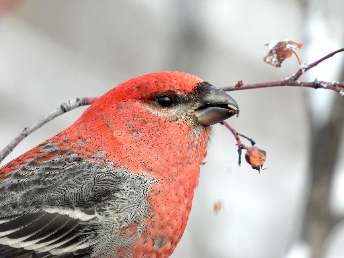 Pine Grosbeak - ML627297234