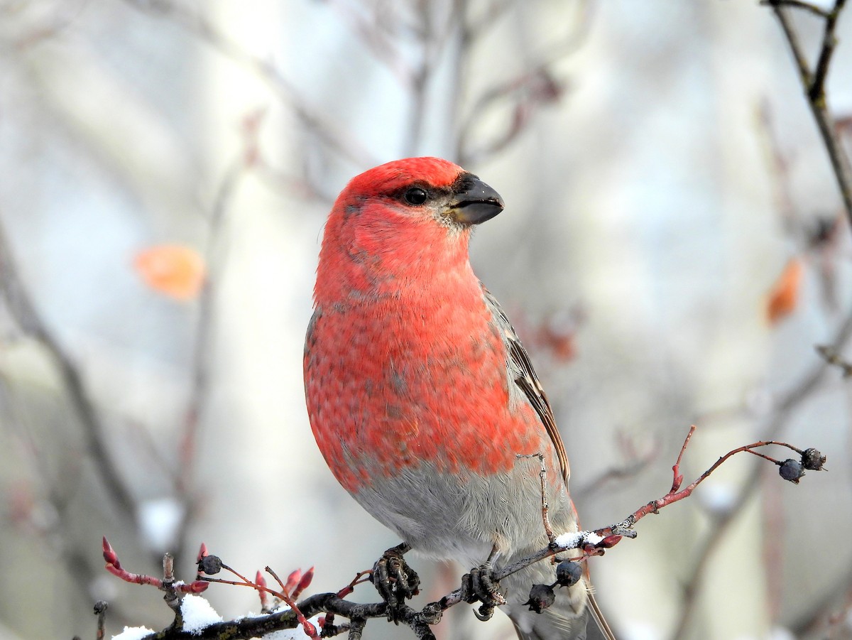 Pine Grosbeak - ML627297235