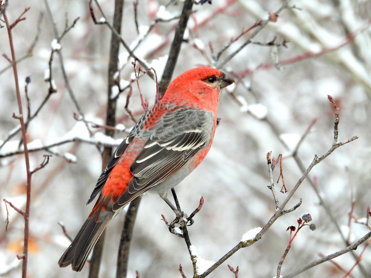 Pine Grosbeak - ML627297240