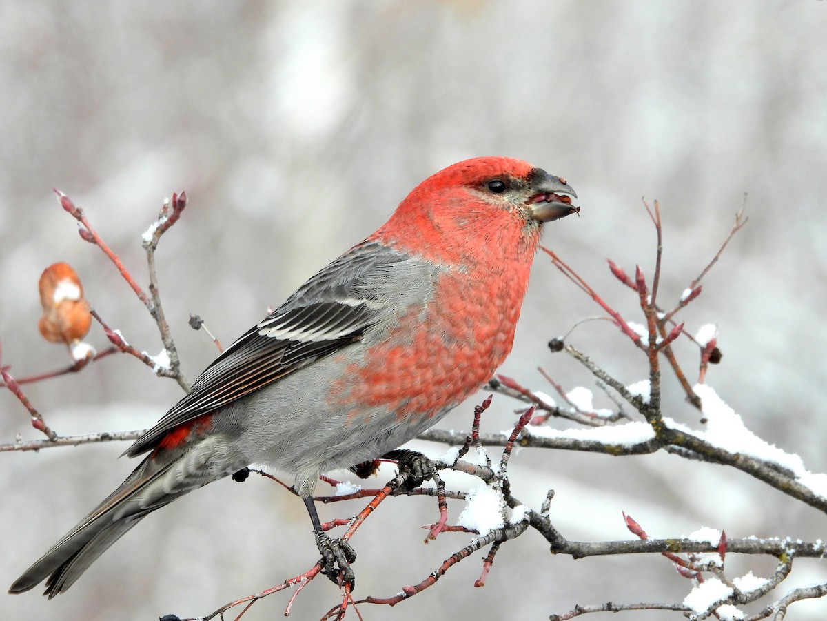 Pine Grosbeak - ML627297241