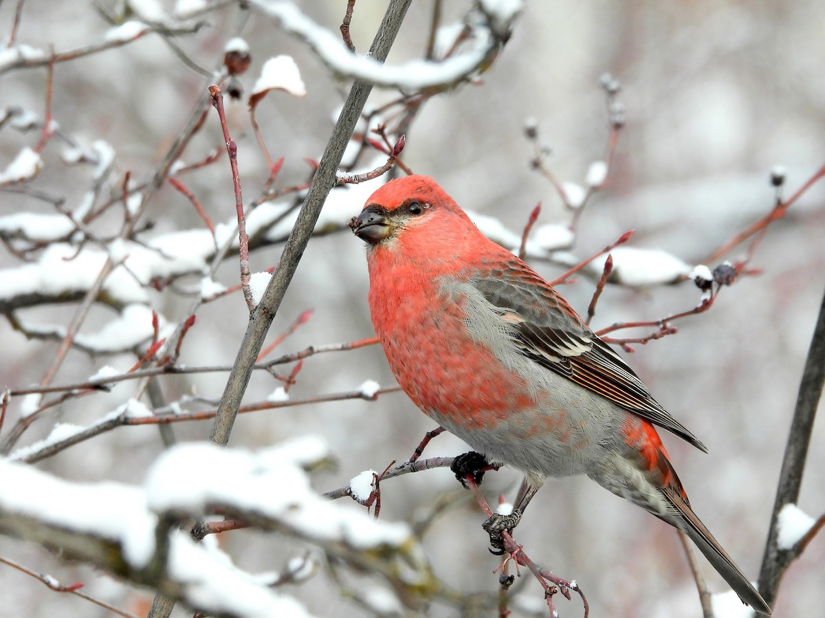 Pine Grosbeak - ML627297242