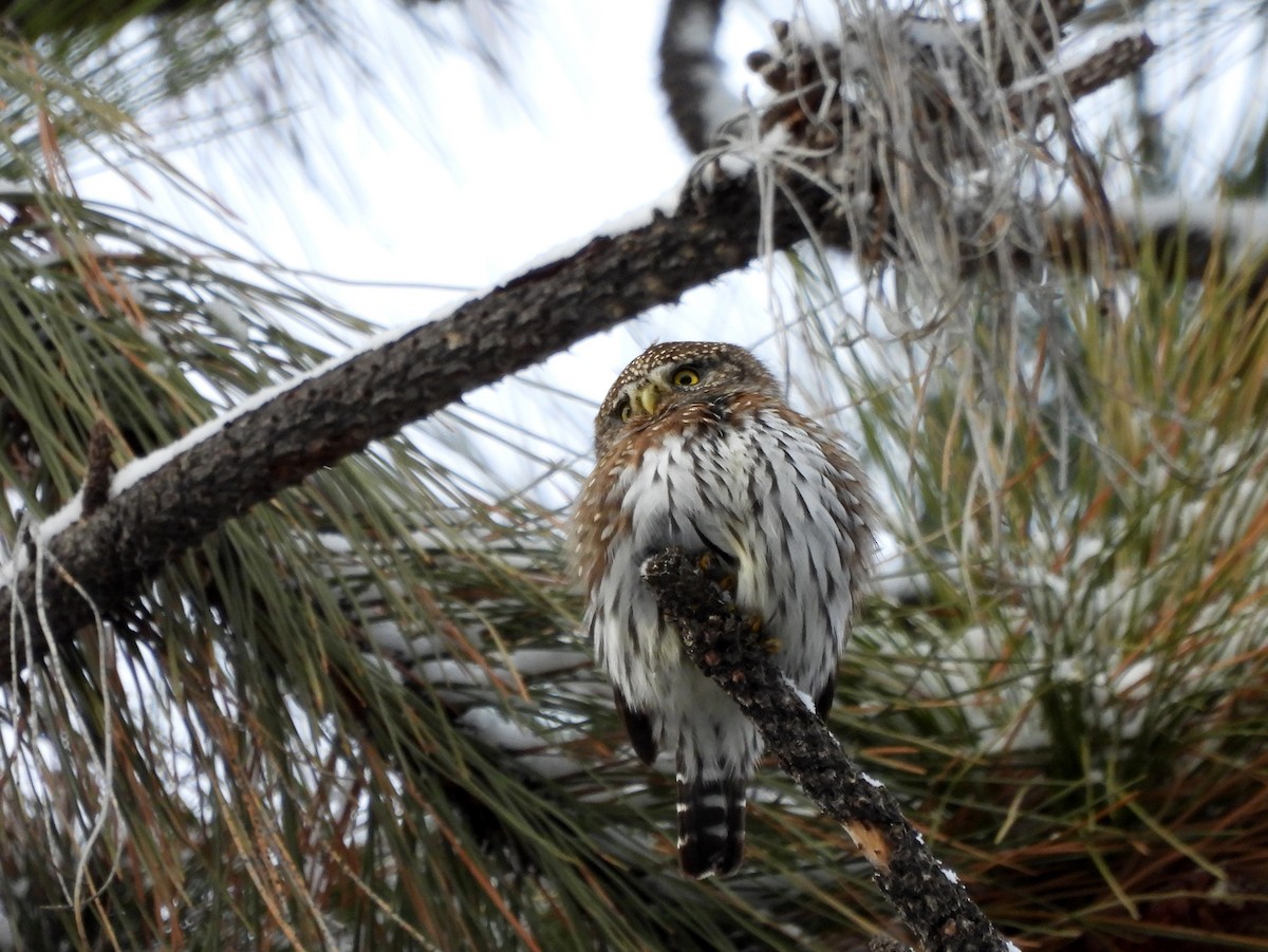 Northern Pygmy-Owl - ML627297256