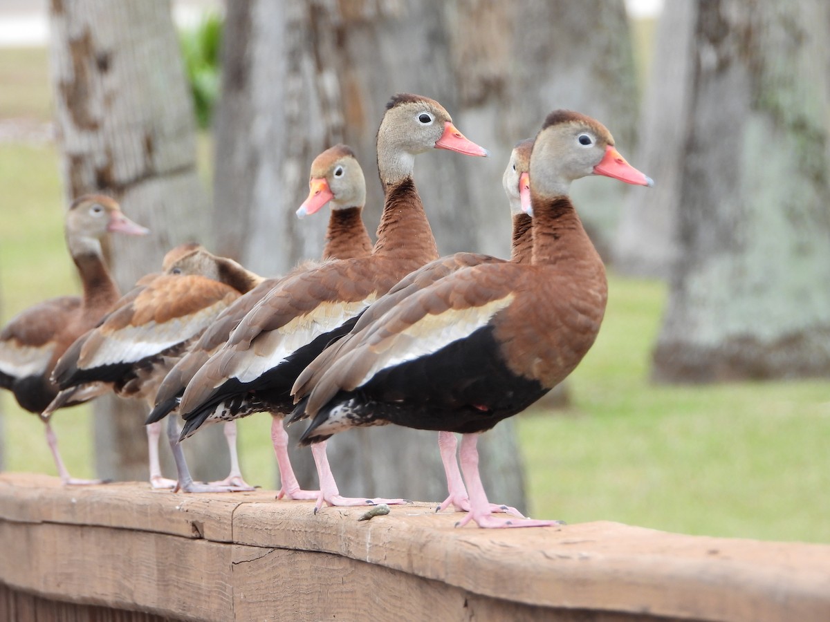 Black-bellied Whistling-Duck - ML627297262