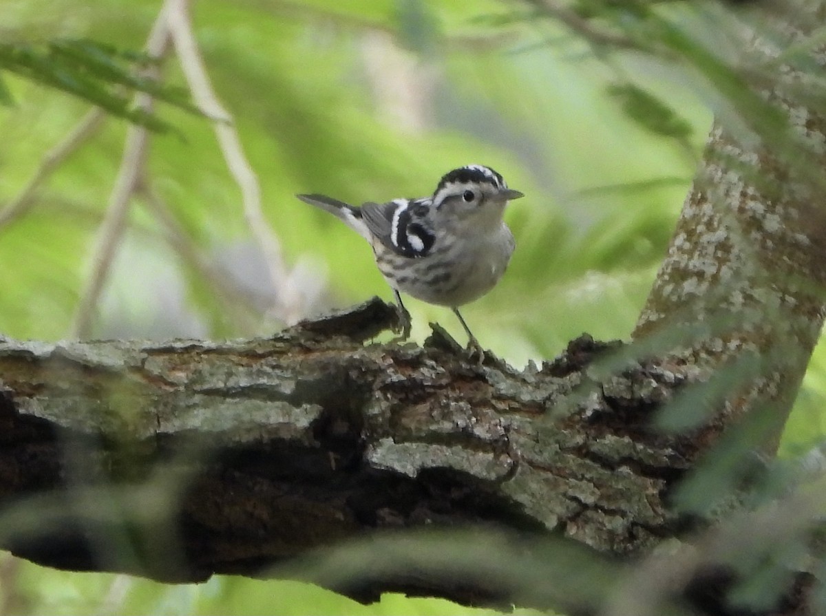 Black-and-white Warbler - ML627297356