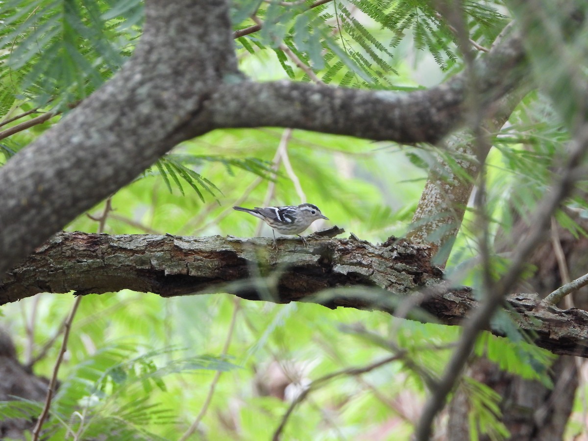 Black-and-white Warbler - ML627297384