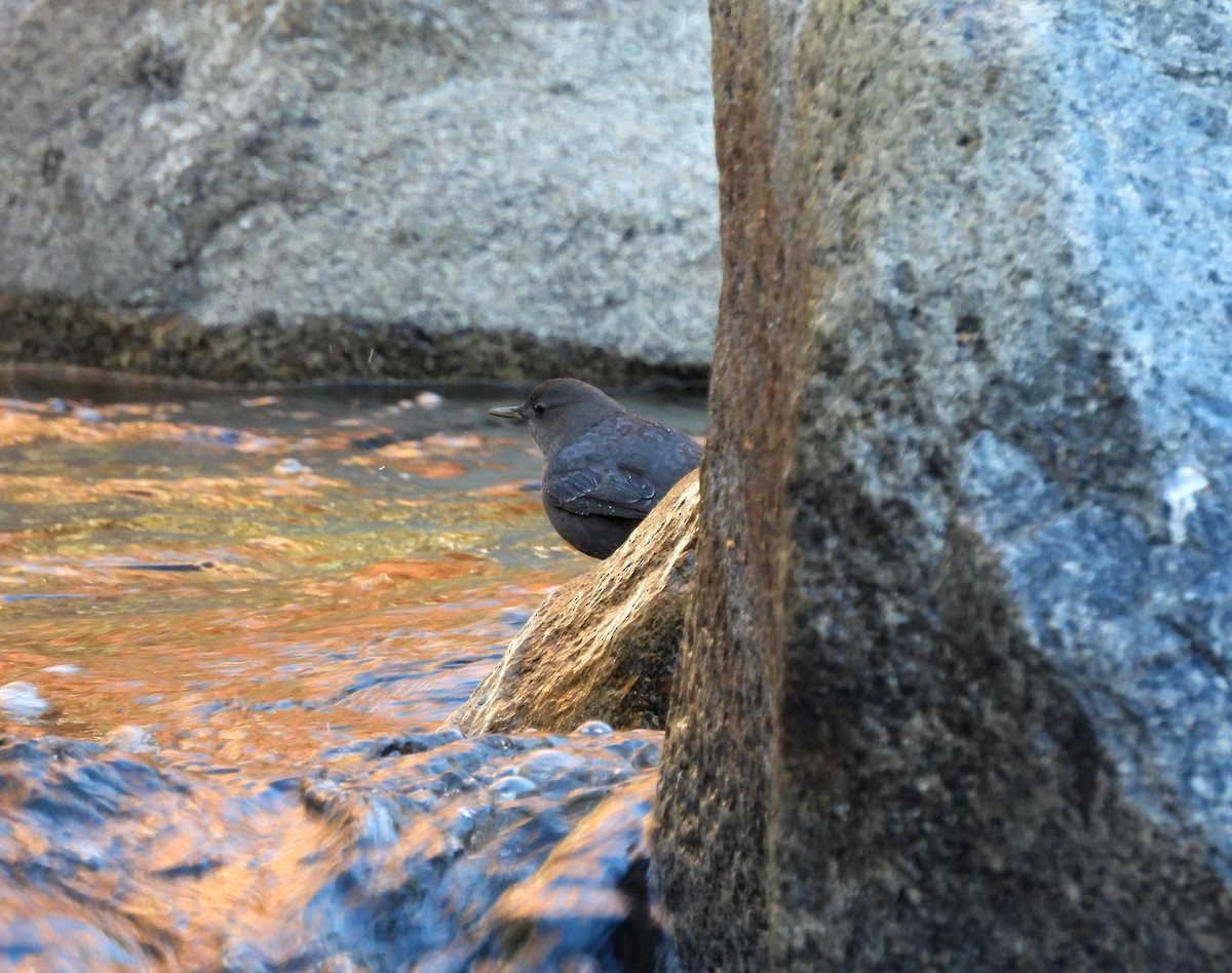 American Dipper - ML627297432