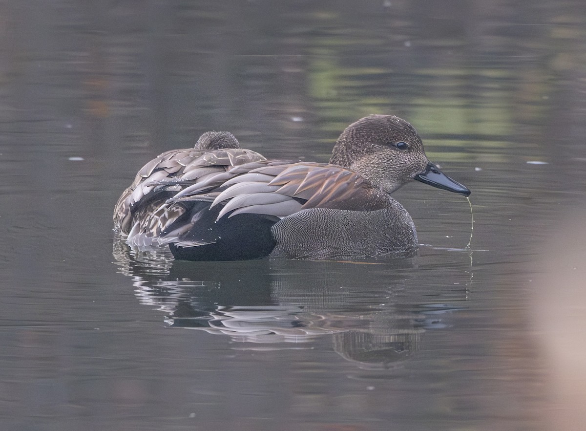 Gadwall - ML627297584