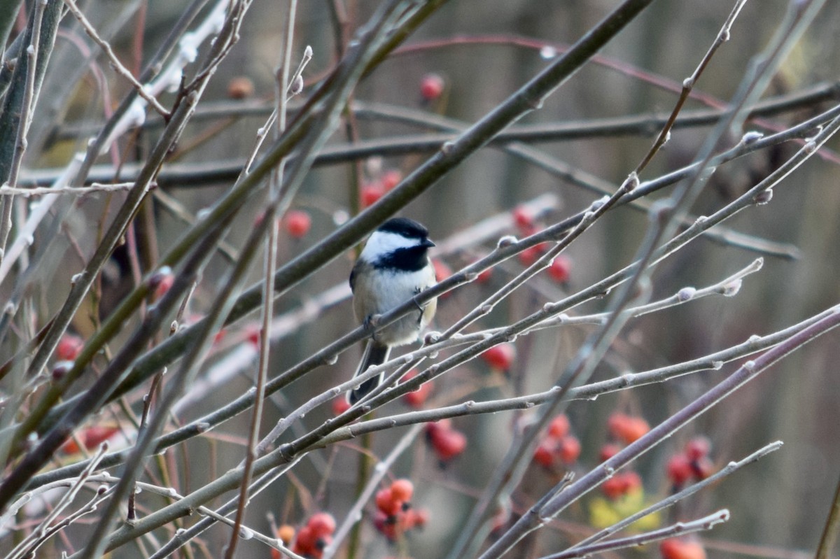 Black-capped Chickadee - ML627297641