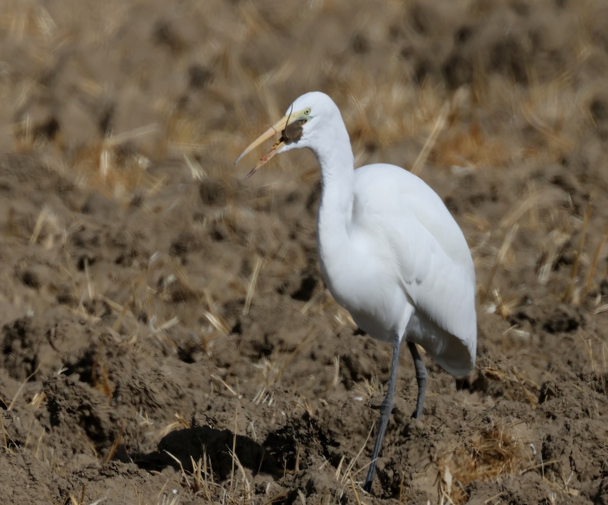 Great Egret - ML627297658