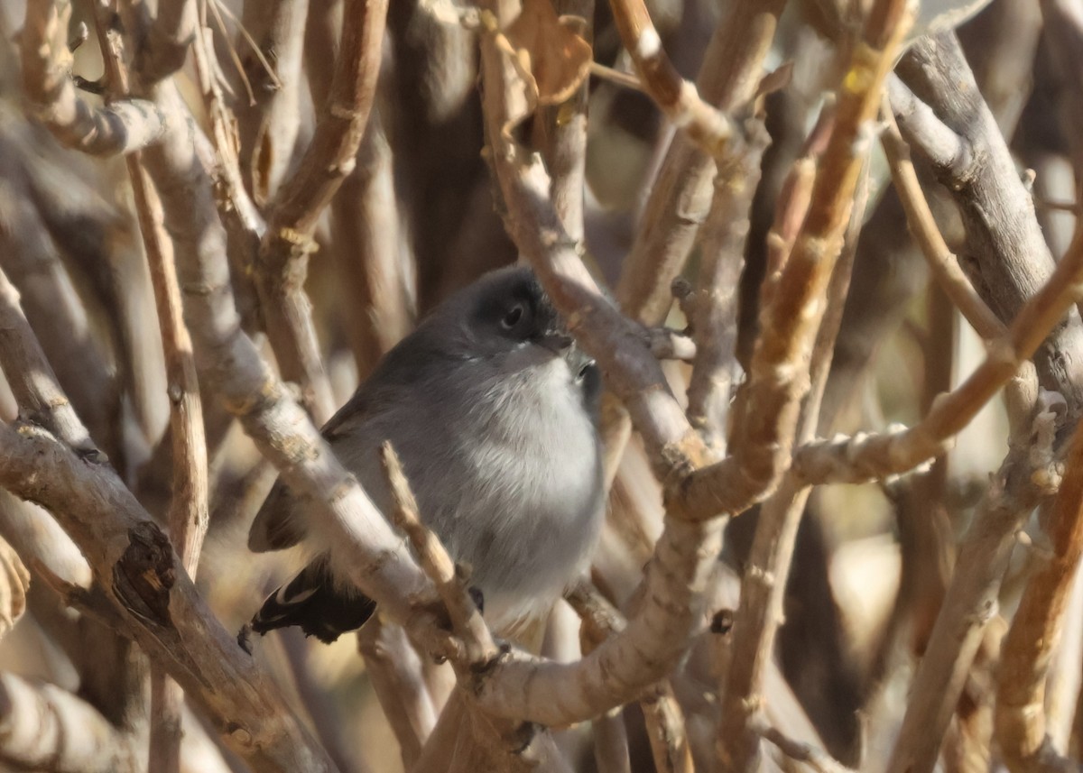 California Gnatcatcher - ML627297678