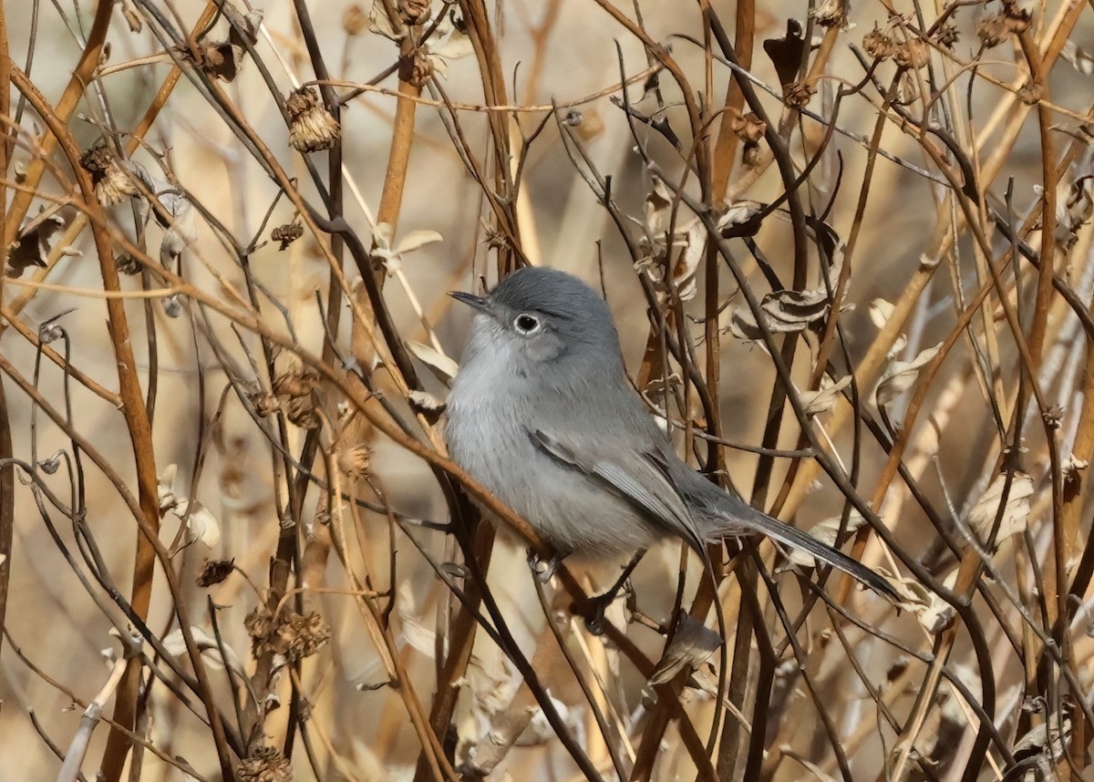 California Gnatcatcher - ML627297679