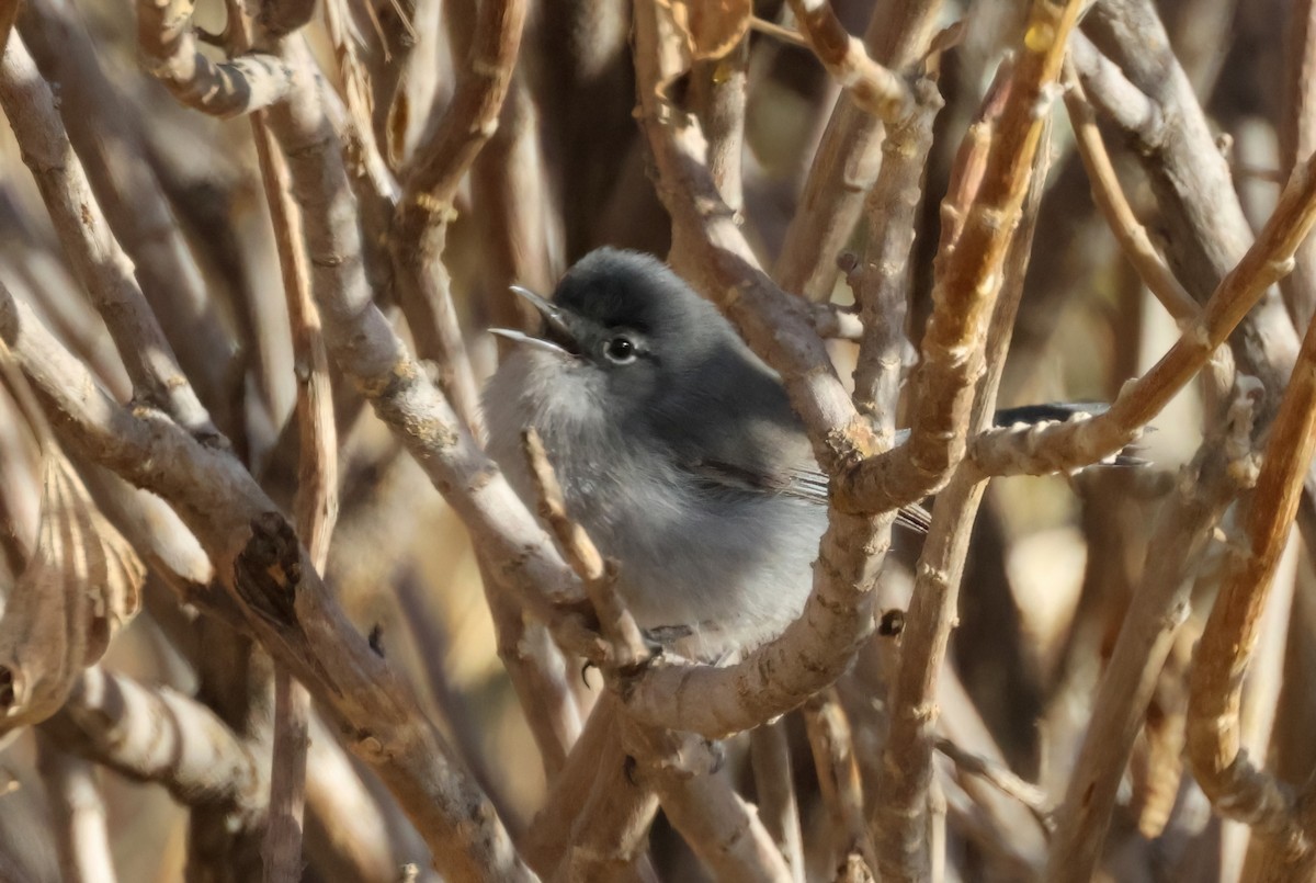 California Gnatcatcher - ML627297680